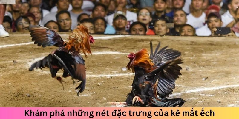 Khám phá những nét đặc trưng của kê mắt ếch